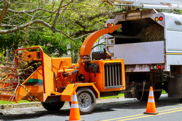 Best Tree and Shrub Care  in Long Branch, VA